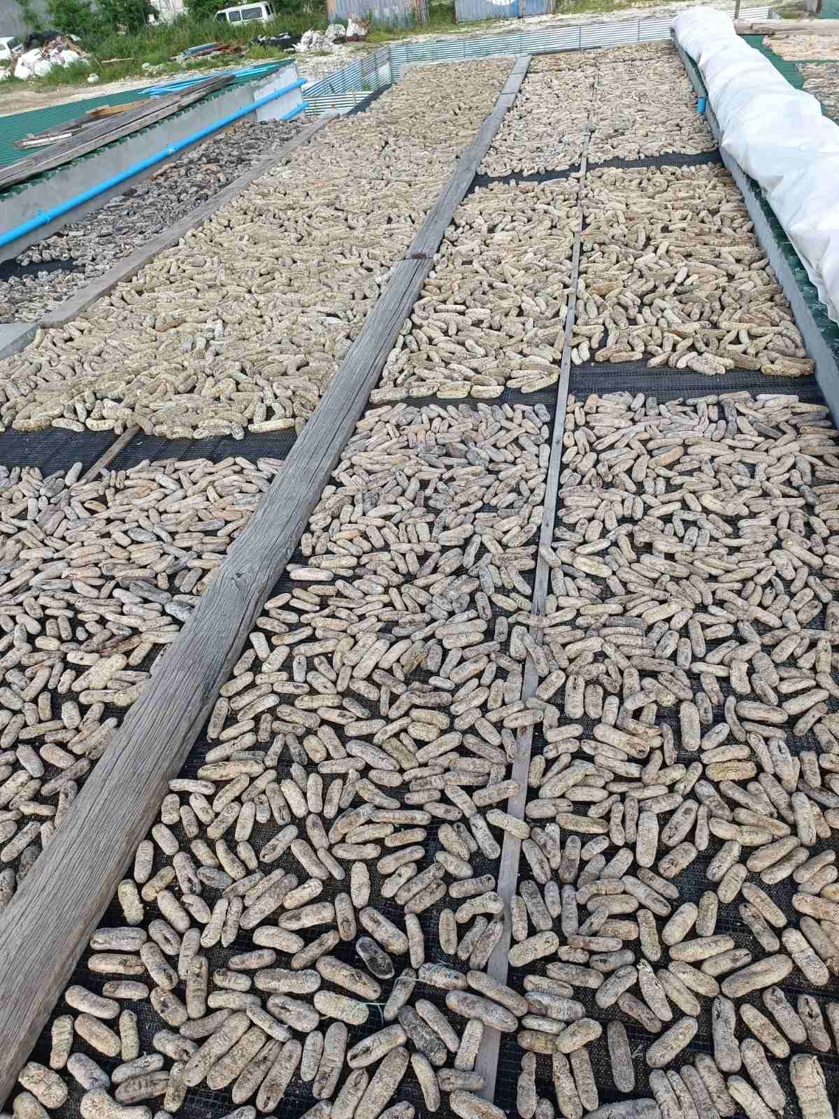 Sea cucumber drying beds at our Maldives site