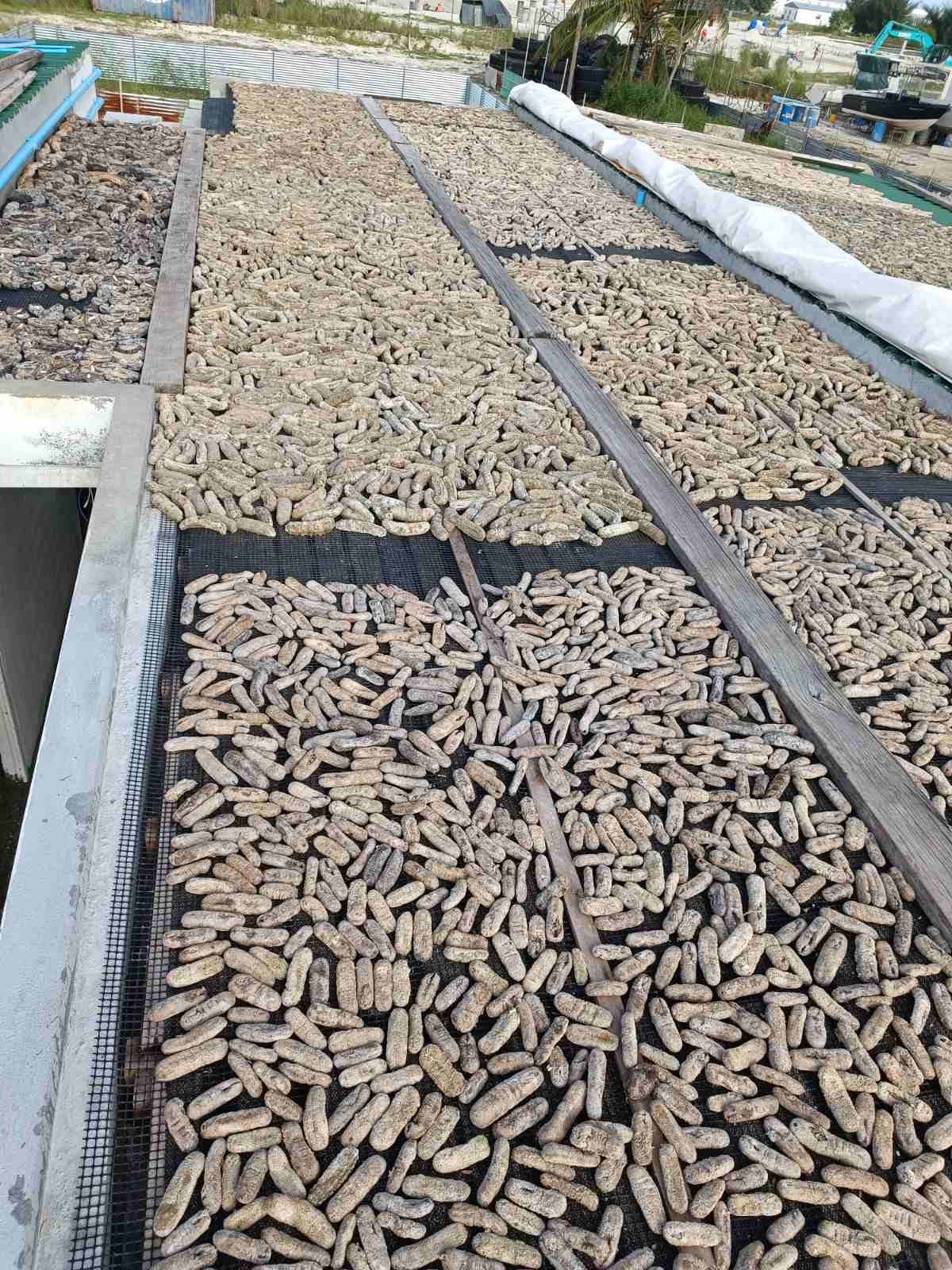Graded sea cucumber laid out to sun-dry