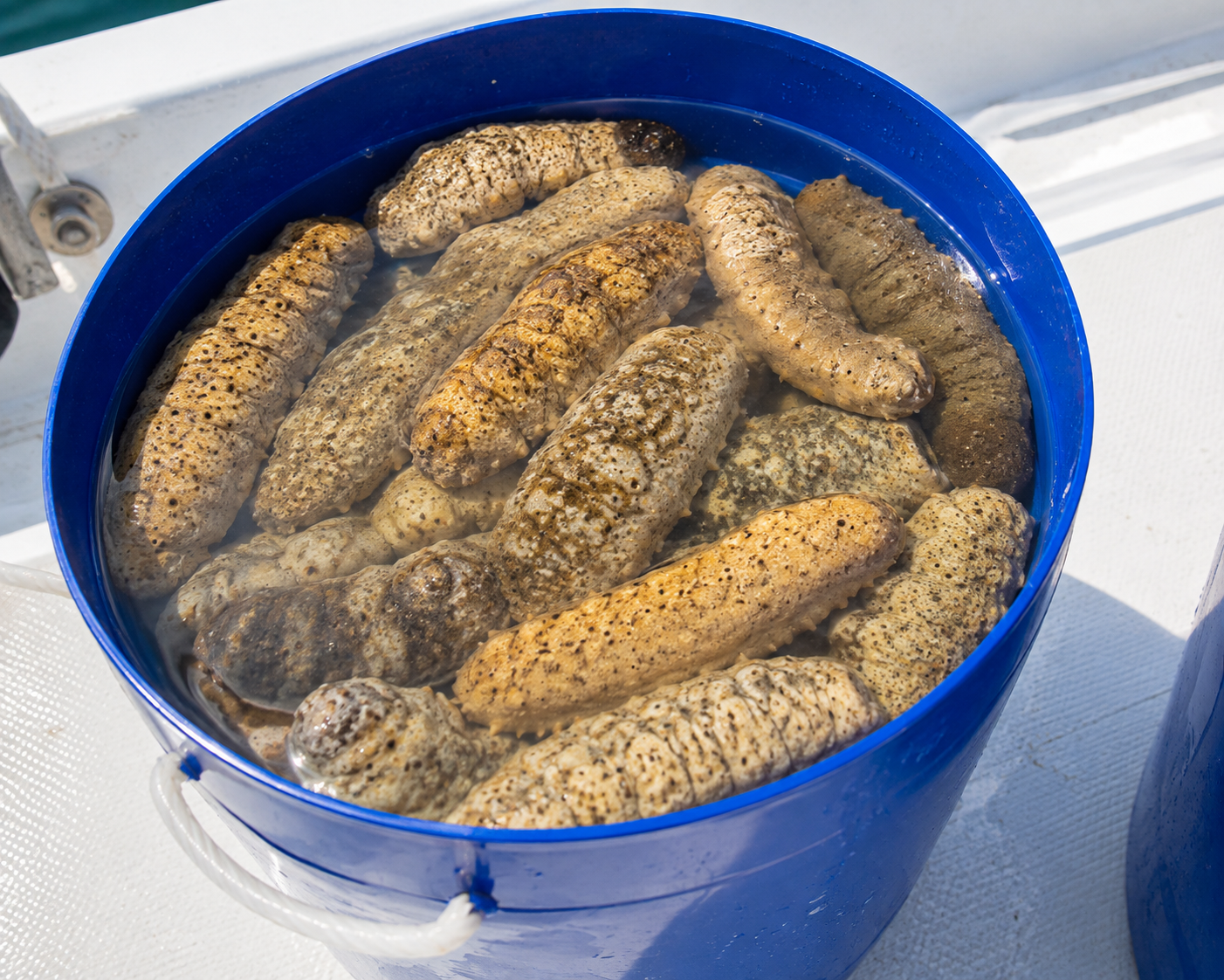 Fresh sea cucumber curing in salted water aboard the dhoani