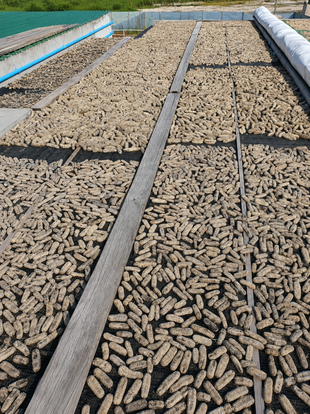 Sea cucumber laid out on our sun-drying beds