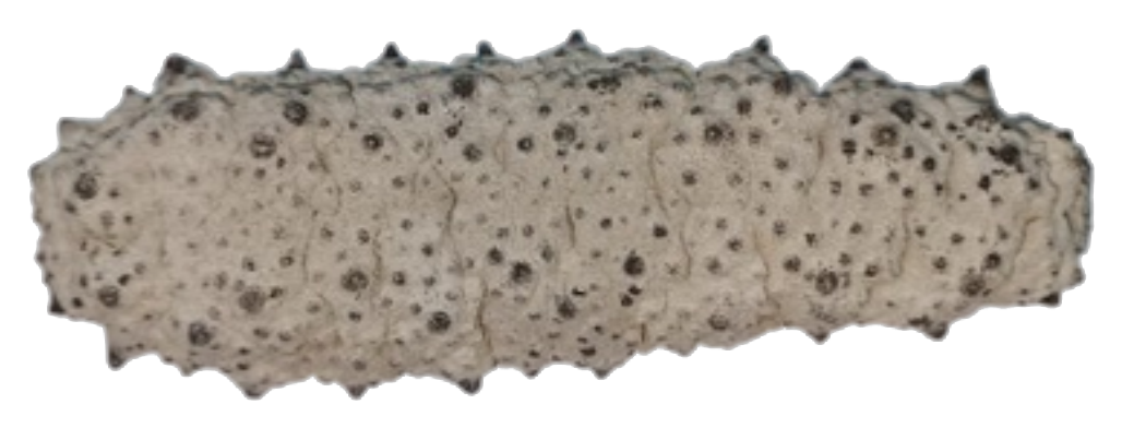 Curry Fish dried sea cucumber