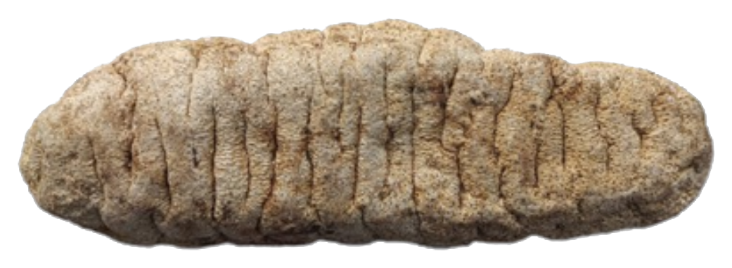 Elephant dried sea cucumber