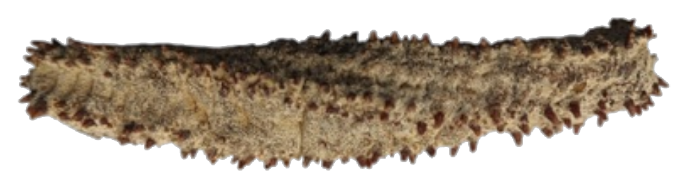 Green Fish dried sea cucumber