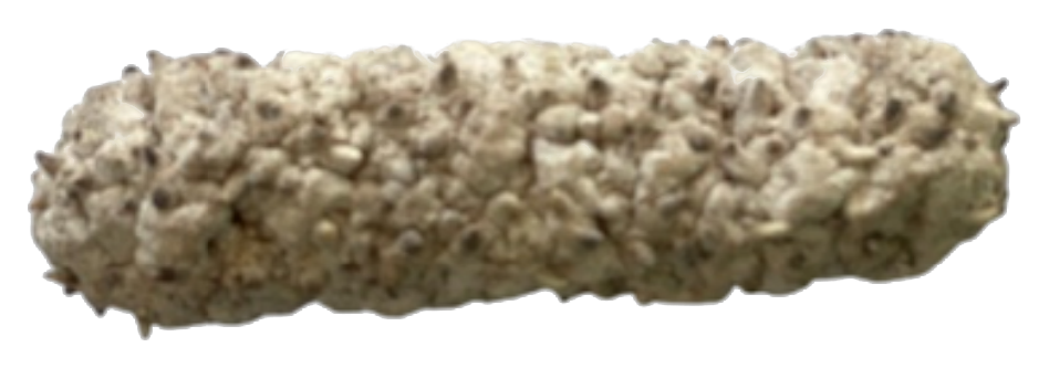 Large Curry dried sea cucumber