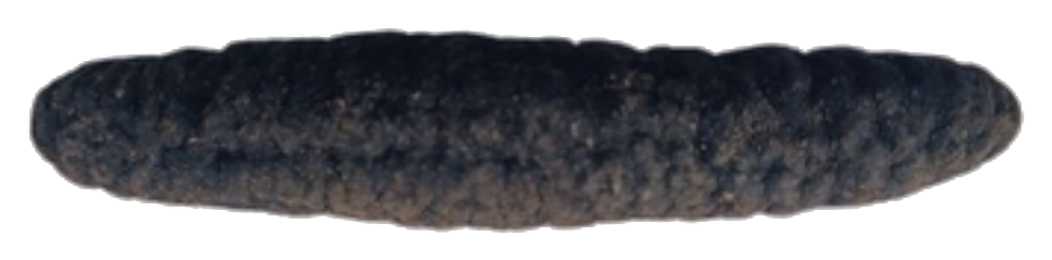 Lolly dried sea cucumber