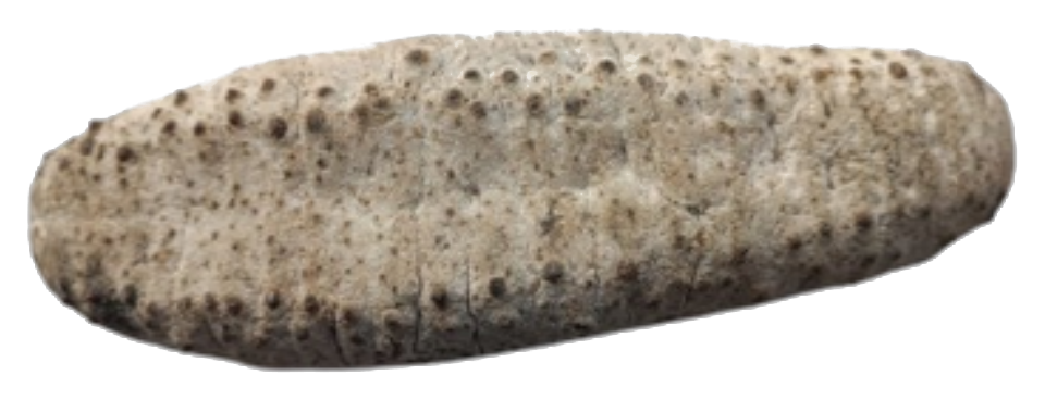 Mother Curry dried sea cucumber