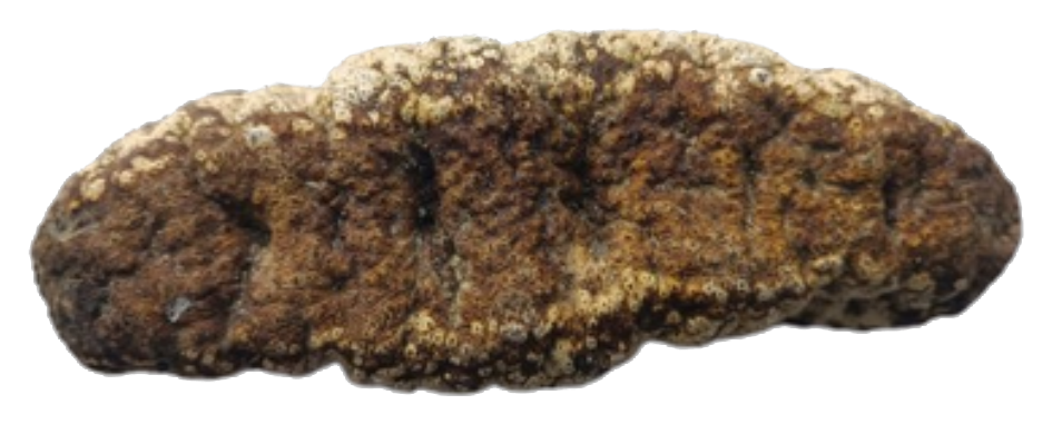 Red Surf dried sea cucumber