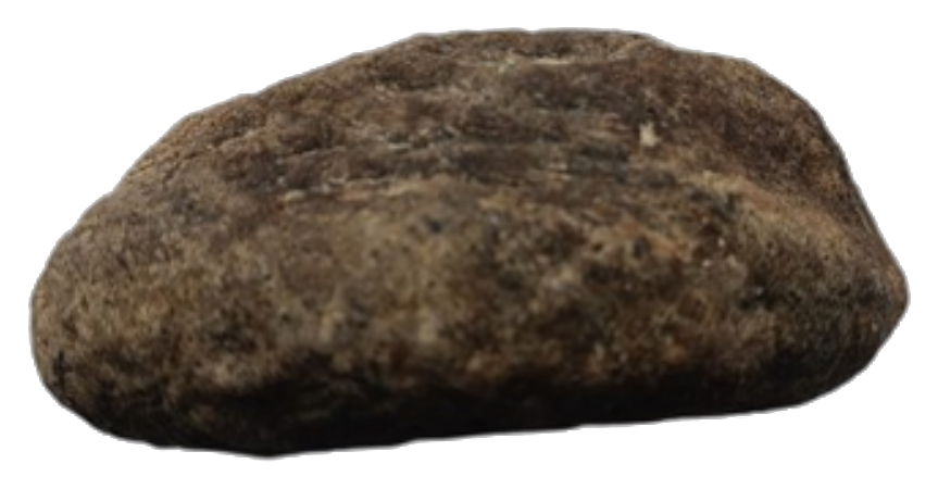 Stone Fish dried sea cucumber
