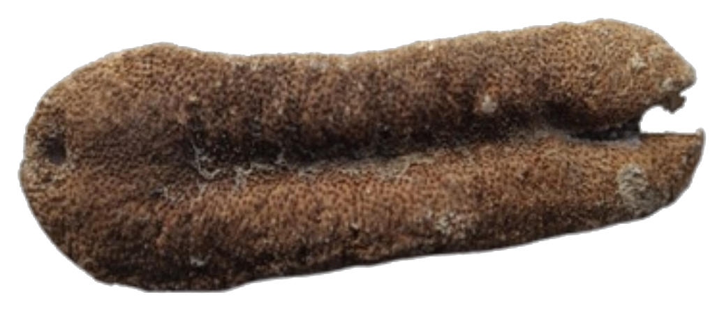 White Tiger dried sea cucumber